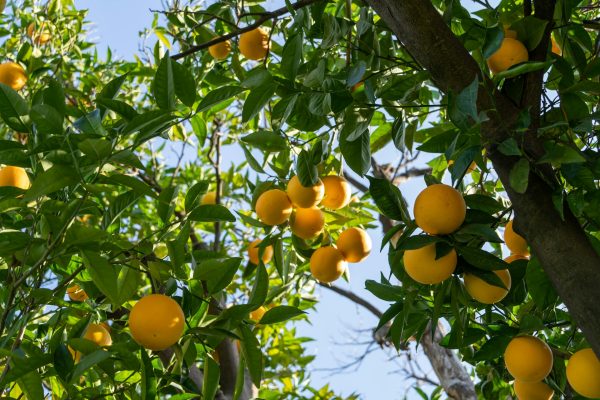 Energi Surya untuk Pertanian Lemon dengan Irigasi Otomatis