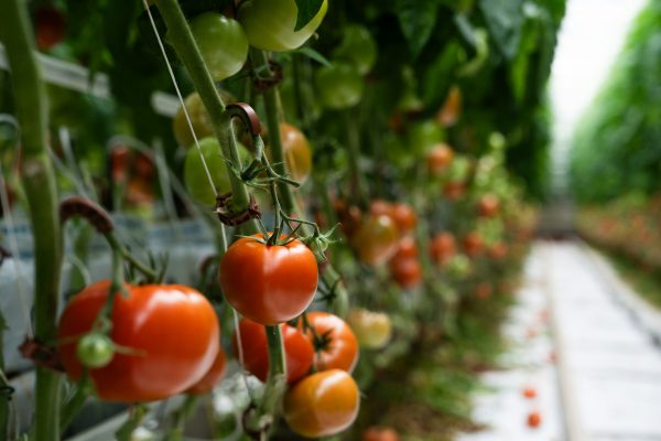 Memilih Pompa Tenaga Surya untuk Kebun Tomat Skala Besar
