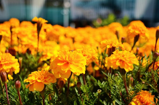 Memilih Pompa Tenaga Surya untuk Marigold Cepat Berbunga
