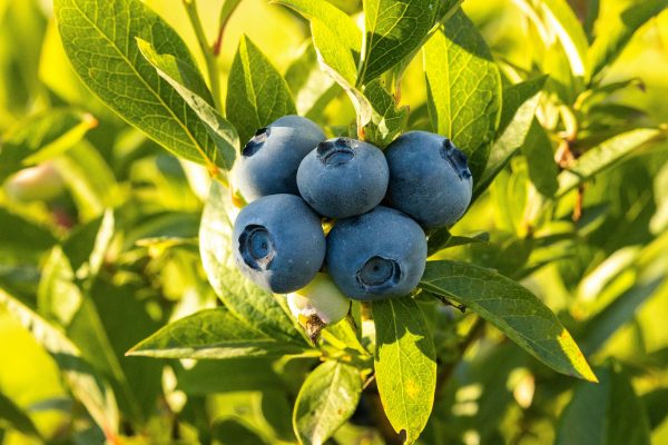 Energi Surya untuk Pertanian Blueberry dengan Smart Farming