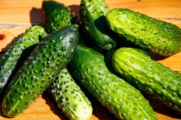 Energi Surya untuk Pertanian Timun Hemat Biaya Produksi