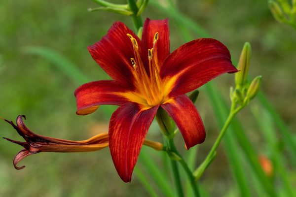 Memilih Pompa Tenaga Surya untuk Produksi Lily Berkelanjutan