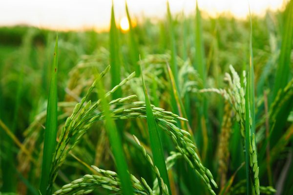 Memilih Pompa Tenaga Surya untuk Sawah Masa Depan