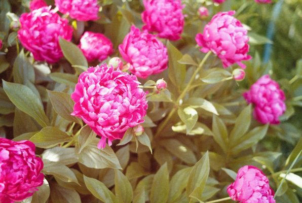 Memilih Pompa Tenaga Surya untuk Peony di Greenhouse
