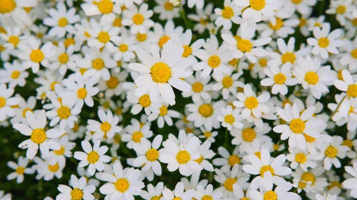 Memilih Pompa Tenaga Surya Sesuai dengan Luas Kebun Daisy