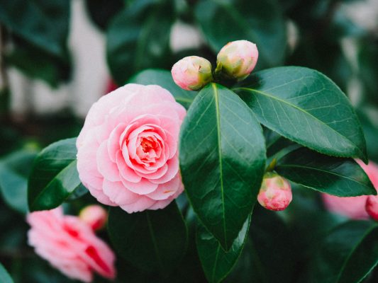 Memilih Pompa Tenaga Surya untuk Kebun Camelia di Greenhouse