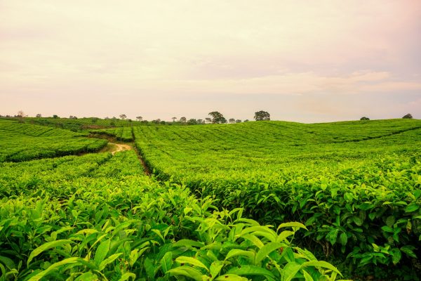Energi Surya untuk Pertanian Kebun Teh dan Smart Farming