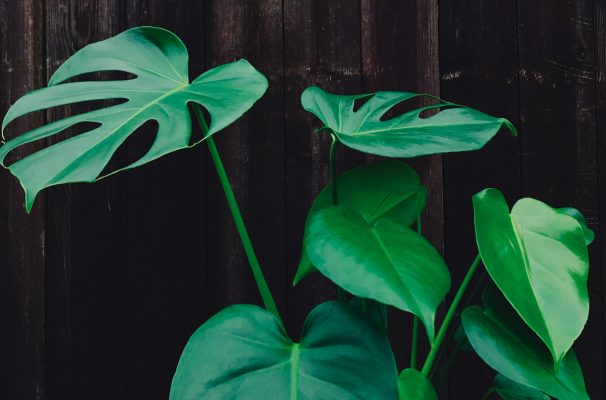 Memilih Pompa Tenaga Surya Sesuai Media Tanam Monstera