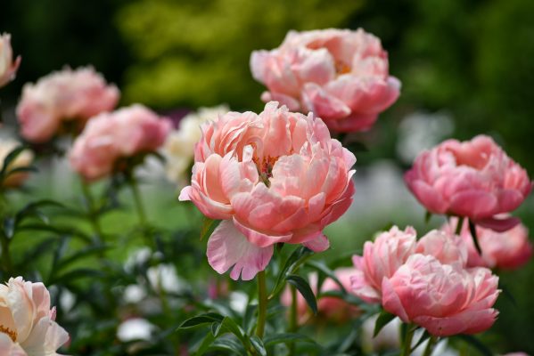 Memilih Pompa Tenaga Surya Peony Berdasarkan Jenis Tanah