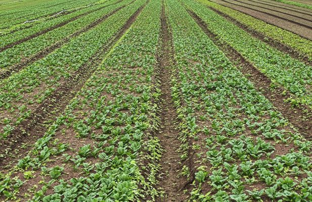 Energi Surya untuk Pertanian Hortikultura Masa Depan
