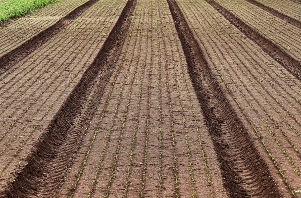 Energi Surya untuk Pertanian Hortikultura Cerdas