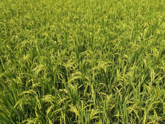 Memilih Pompa Tenaga Surya Berdasarkan Luas Sawah