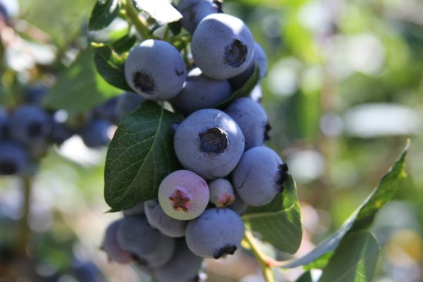 Energi Surya untuk Pertanian Blueberry dengan PLTS Modern