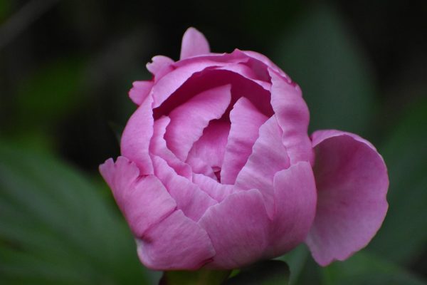 Memilih Pompa Tenaga Surya Peony untuk Lahan Luas