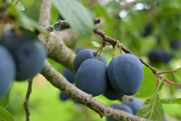Memilih Pompa Tenaga Surya Plum untuk Pertanian Berkelanjutan