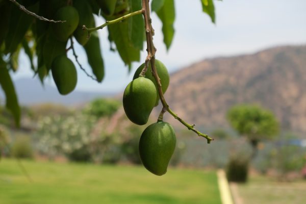 Energi Surya untuk Pertanian Mangga dan Smart Farming