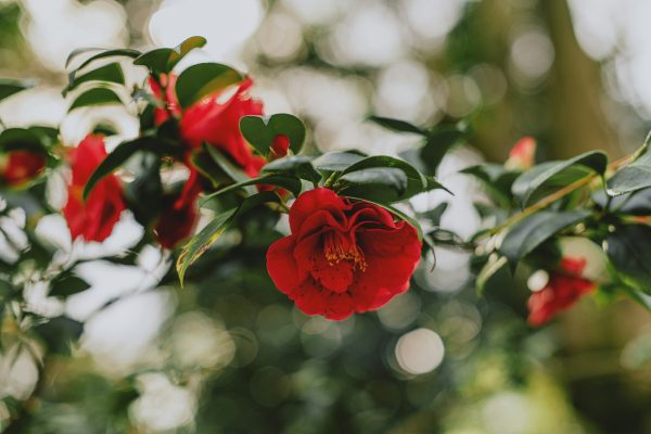Memilih Pompa Tenaga Surya Efisien untuk Camelia Greenhouse