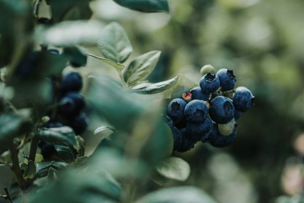 Energi Surya untuk Pertanian Blueberry dengan PLTS Hijau