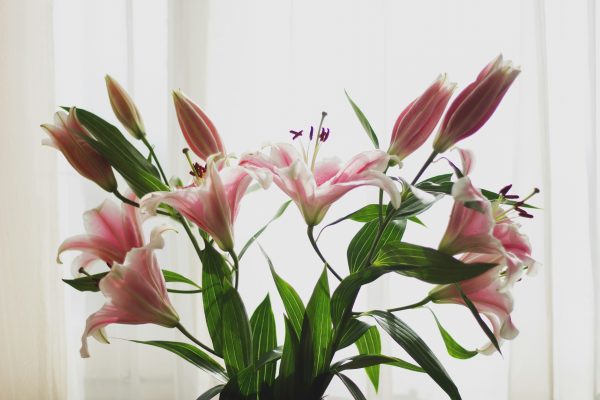 Memilih Pompa Tenaga Surya untuk Lily di Greenhouse Modern
