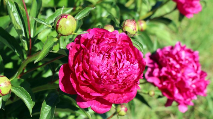 Memilih Pompa Tenaga Surya Berdasarkan Debit Air Peony