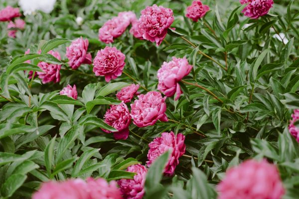 Memilih Pompa Tenaga Surya untuk Peony Berbasis Sensor