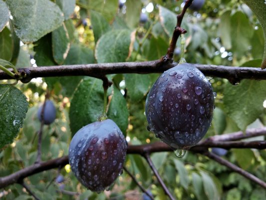 Memilih Pompa Tenaga Surya untuk Plum Berkelanjutan