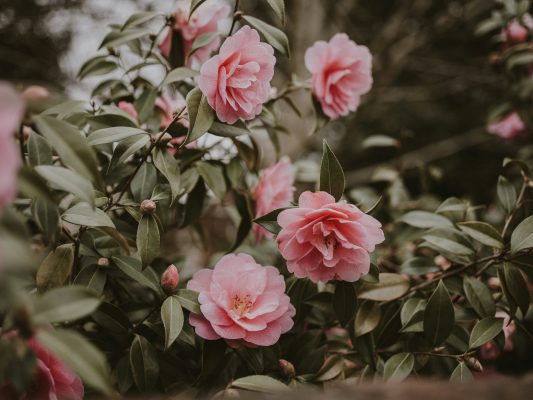 Memilih Pompa Tenaga Surya Camelia dengan Cloud IoT Pintar