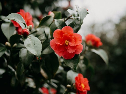 Memilih Pompa Tenaga Surya Hemat Air untuk Bunga Camelia
