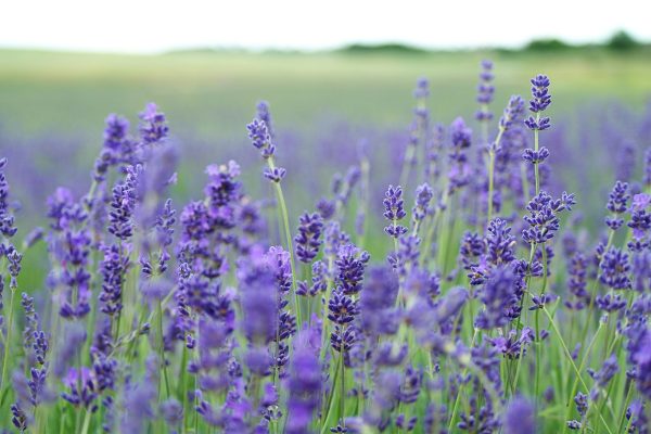 Memilih Pompa Tenaga Surya untuk Lavender Skala Komersial