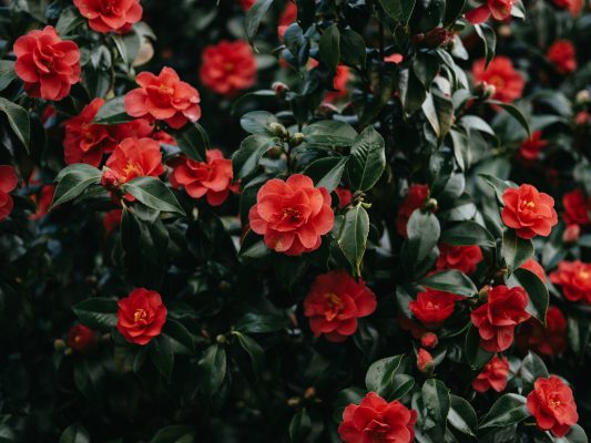 Memilih Pompa Tenaga Surya Sesuai Luas Kebun Bunga Camelia