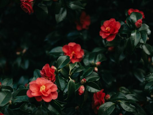 Memilih Pompa Tenaga Surya dengan Monitoring untuk Camelia