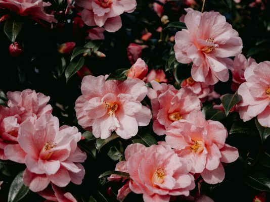 Memilih Pompa Tenag Surya Berbasis IoT untuk Camelia
