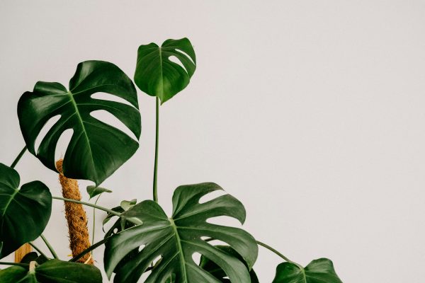 Memilih Pompa Tenaga Surya untuk Monstera dengan Irigasi Tetes