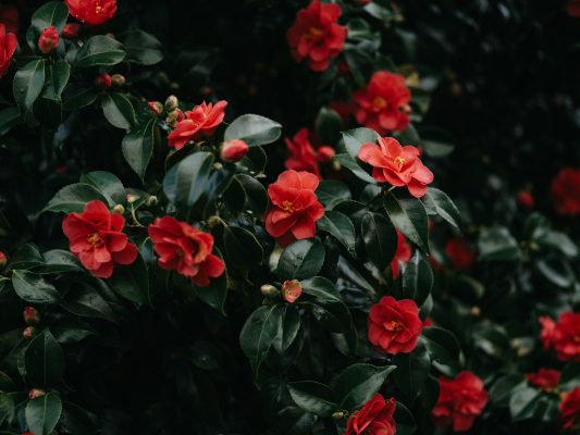 Memilih Pompa Tenaga Surya Camelia untuk Irigasi Berkelanjutan