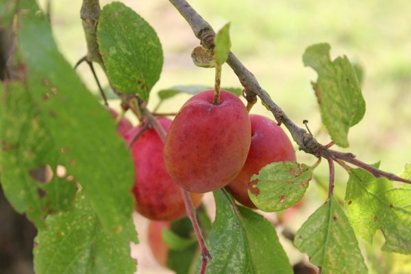 Memilih Pompa Tenaga Surya untuk Plum di Greenhouse