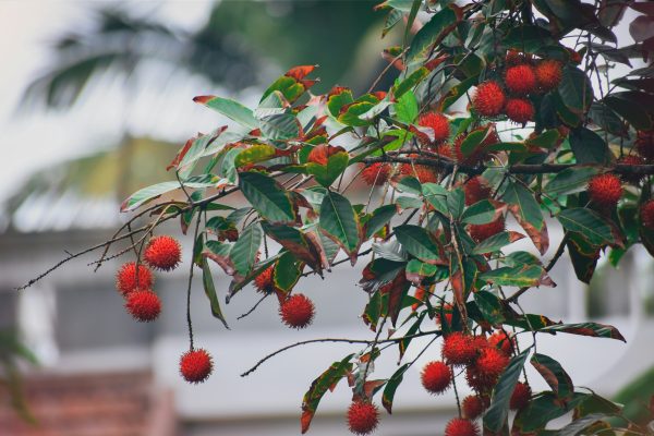 Memilih Pompa Tenaga Surya untuk Kebun Buah Berkualitas