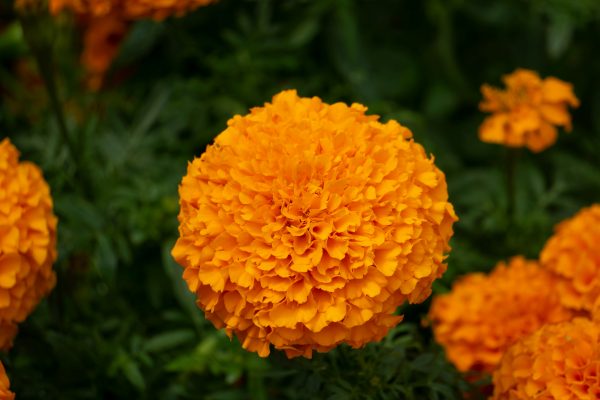 Memilih Pompa Tenaga Surya Marigold Saat Musim Hujan