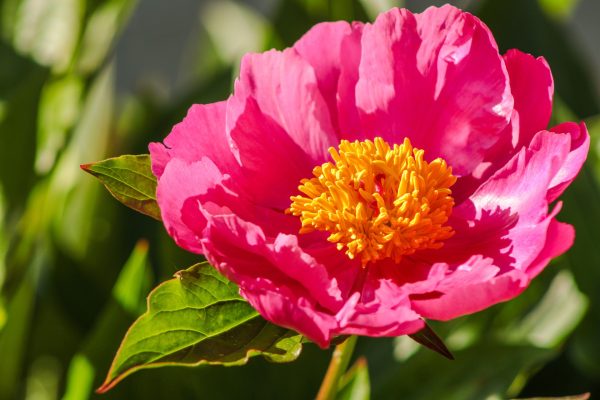 Memilih Pompa Tenaga Surya Peony dengan IoT