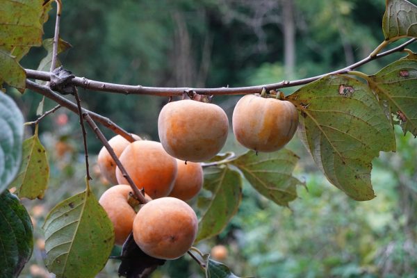 Energi Surya untuk Pertanian Kesemek dengan Smart Farming