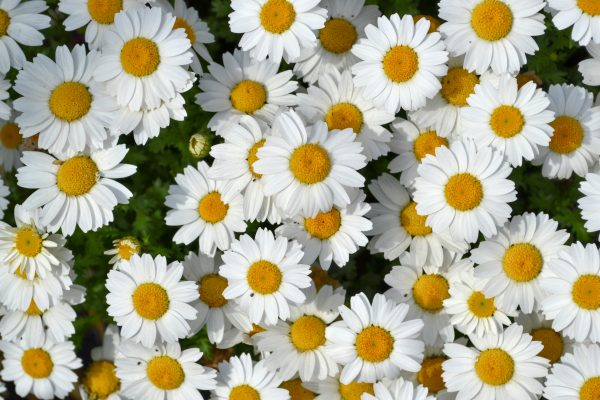 Memilih Pompa Tenaga Surya dengan Teknologi Cerdas untuk Daisy