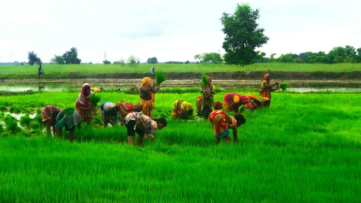 Energi Surya untuk Pertanian Hortikultura Berbasis IoT