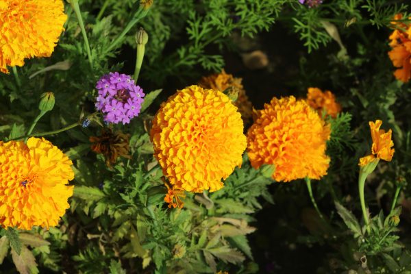 Memilih Pompa Tenaga Surya Marigold Sesuai dengan Debit Air
