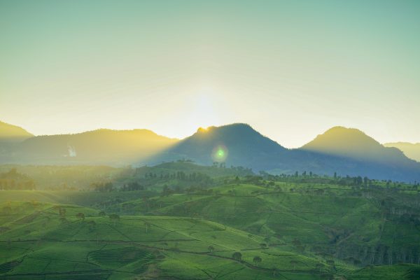 Energi Surya untuk Pertanian Teh dan Investasi Irigasi
