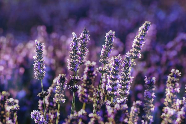 Memilih Pompa Tenaga Surya untuk Lavender Berbasis Sensor