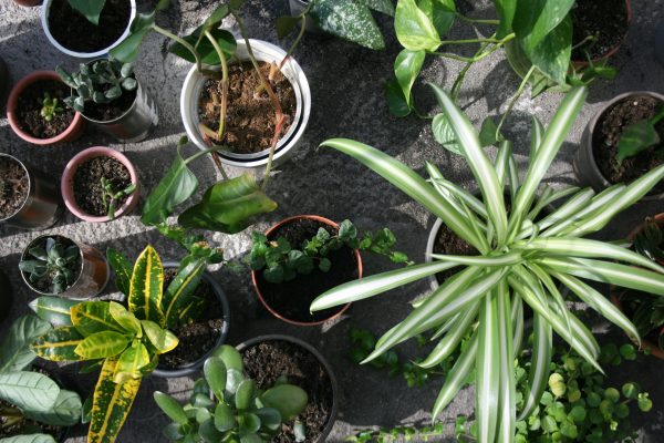 Memilih Pompa Tenaga Surya LORENTZ untuk Greenhouse Tanaman Hias