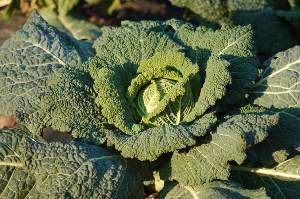 Energi Surya untuk Pertanian Hortikultura dalam Greenhouse
