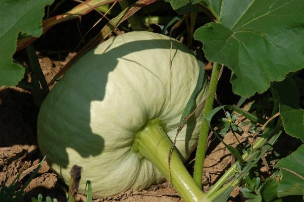 Energi Surya untuk Pertanian Hortikultura Irigasi Presisi