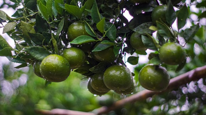 Energi Surya untuk Pertanian dengan PLTS Modernisasi Kebun Jeruk