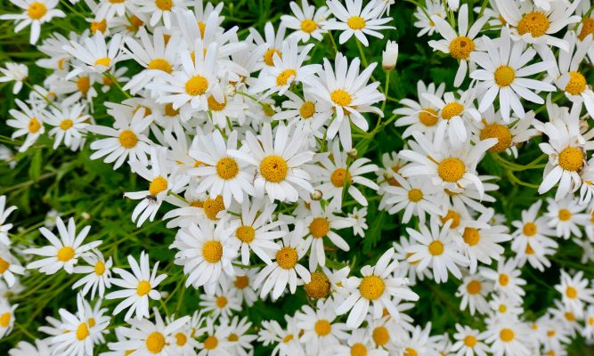 Memilih Pompa Tenaga Surya untuk Panen Daisy