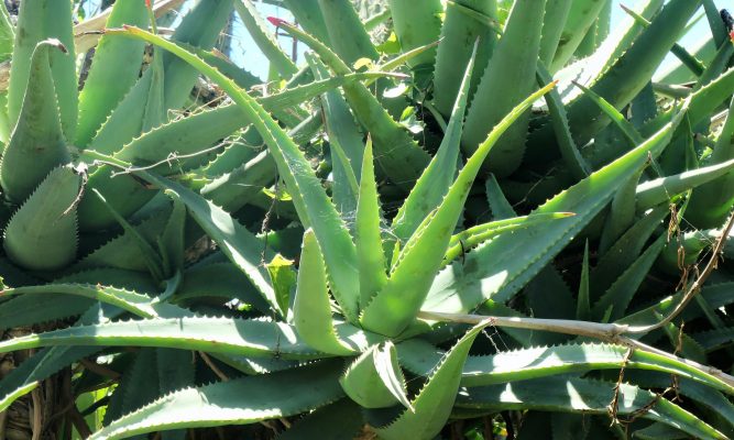 Memilih Pompa Tenaga Surya untuk Lidah Buaya